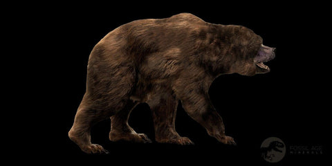 1.1" Extinct Cave Bear Ursus Spelaeus Incisor Tooth Rooted Pleistocene Age COA, Stand - Fossil Age Minerals