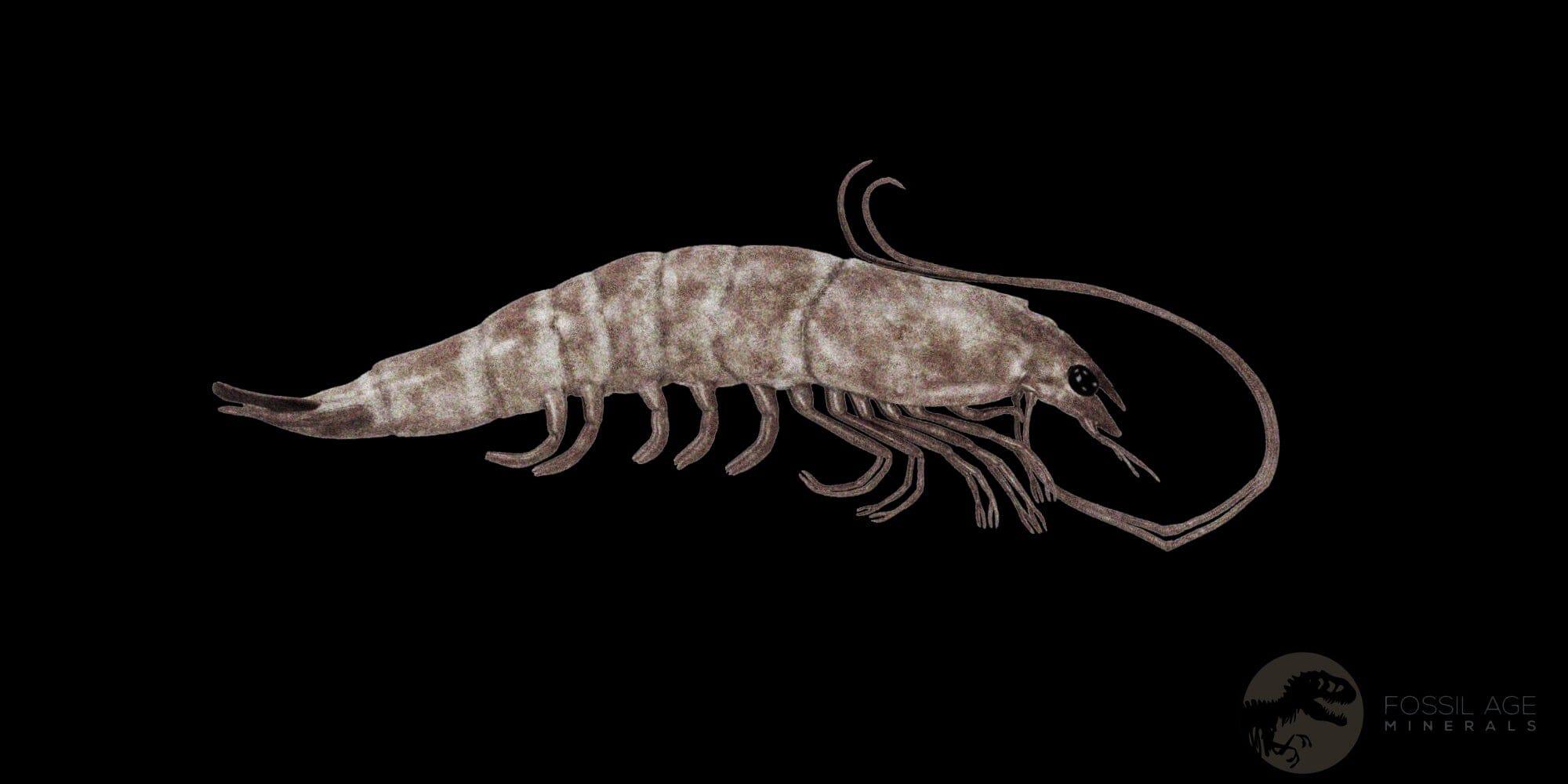 1.1" Fossil Shrimp Carpopenaeus Cretaceous Age 100 Mil Yrs Old Lebanon COA - Fossil Age Minerals