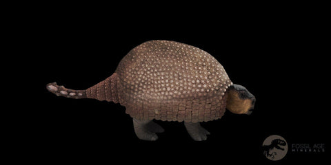 1.7" Glyptodon Fossil Osteoderm Scute Plate Bony Armor Pleistocene Age Uruguay COA - Fossil Age Minerals