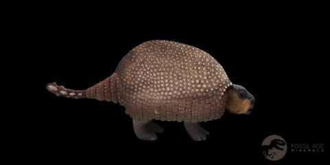 1.9" Glyptodon Fossil Osteoderm Spike Scute Plate Bony Armor Pleistocene Uruguay COA - Fossil Age Minerals