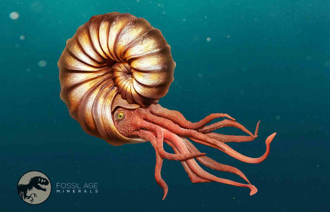 2.7" Goniatite Ammonite Fossil Polished, Cut Half's Erfoud Morocco Devonian Age COA - Fossil Age Minerals