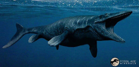 XL 2.2" Mosasaur Hoffmanni Fossil Tooth Cretaceous Dinosaur Era COA & Stand - Fossil Age Minerals