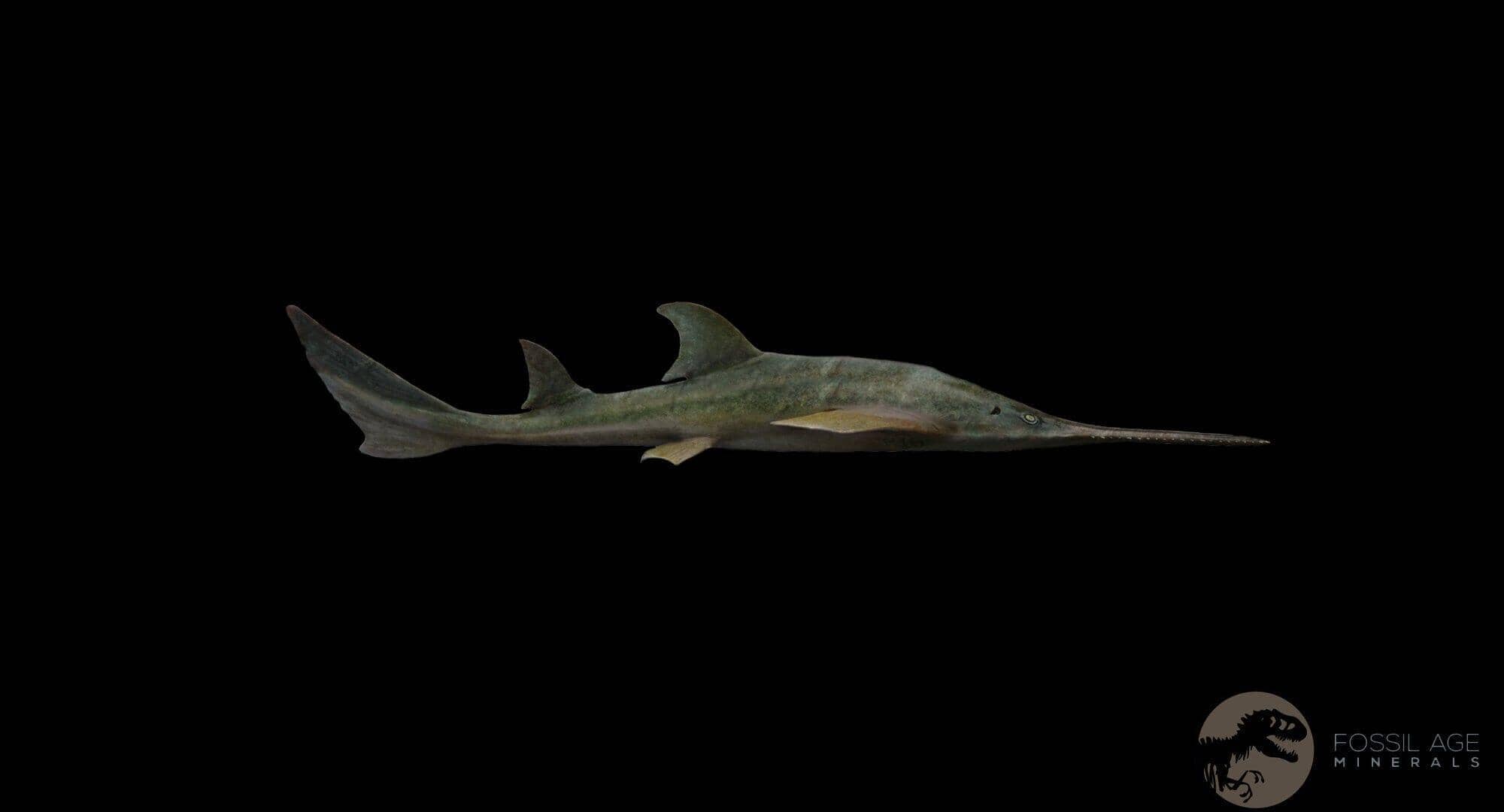XL 2.6" Sawfish Fossil Tooth Barb Onchopristis Numidus Cretaceous Dinosaur Era COA - Fossil Age Minerals