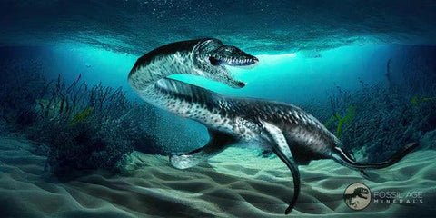 12.8"  Polycotylid Plesiosaur Vertebrae Fossil In Situ Cretaceous Dinosaur Age COA - Fossil Age Minerals