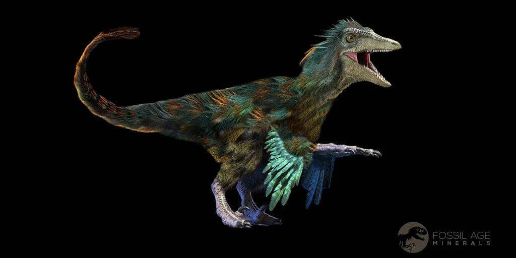 2.3" Raptor Fossil Rib Bone Cretaceous Dinosaur Judith River FM Montana COA - Fossil Age Minerals