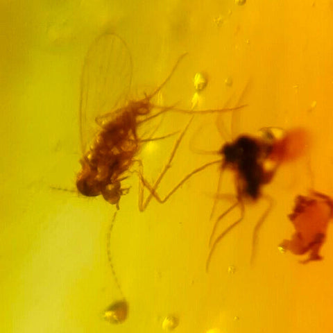 Burmese Insect Amber Diptera Mosquito Flying Bugs Fossil Cretaceous Dinosaur Era - Fossil Age Minerals