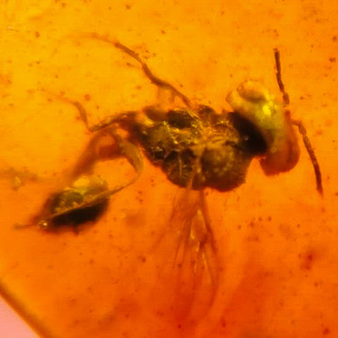 Burmese Insect Amber Coleoptera Beetle And Flying Wasp Fossil Cretaceous Dinosaur Era - Fossil Age Minerals