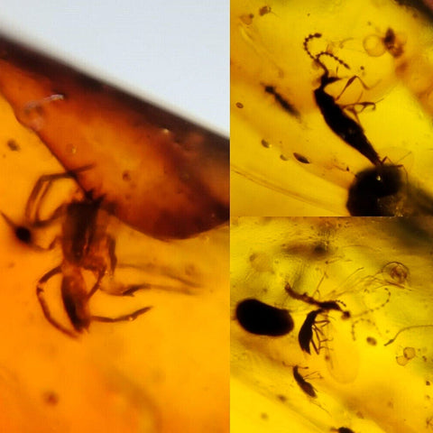 Burmese Insect Amber Spider, Beetles And Mosquito Fly Fossil Cretaceous Dinosaur Era - Fossil Age Minerals