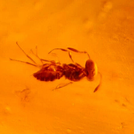 Burmese Insect Amber Hymenoptera Wasp, And Flies Fossil Cretaceous Dinosaur Age