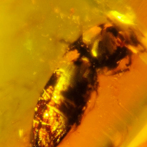 Burmese Insect Amber Coleoptera Beetle Burmite Fossil Cretaceous Dinosaur Era - Fossil Age Minerals