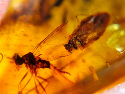 Burmese Insect Amber Unknown Flying Bugs Fossil Burmite Cretaceous Dinosaur Age - Fossil Age Minerals