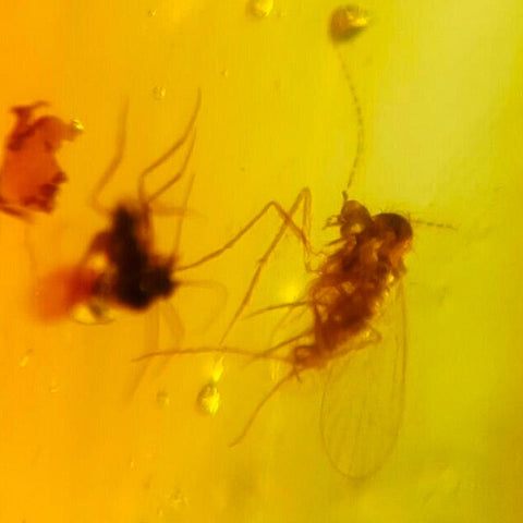Burmese Insect Amber Diptera Mosquito Flying Bugs Fossil Cretaceous Dinosaur Era - Fossil Age Minerals