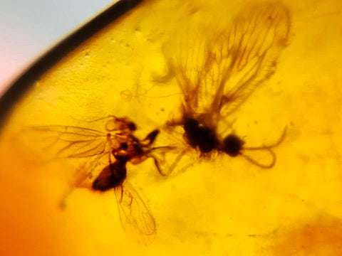 2 Two Burmese Insect Amber Lacewing Flying Bugs Fossil Cretaceous Dinosaur Era - Fossil Age Minerals