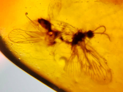 2 Two Burmese Insect Amber Lacewing Flying Bugs Fossil Cretaceous Dinosaur Era - Fossil Age Minerals