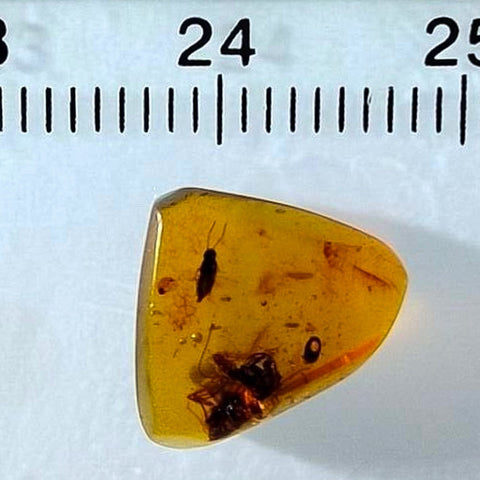 Burmese Insect Amber Rove Beetle And Roach Burmite Fossil Cretaceous Dinosaur Era - Fossil Age Minerals