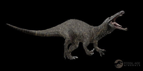 0.6" Suchomimus Fossil Tooth Cretaceous Spinosaurid Dinosaur Elraz FM Niger COA - Fossil Age Minerals