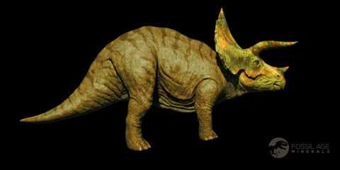 3.5" Triceratops Fossil Vertebrae Bone Lance Creek FM Cretaceous Dinosaur WY COA - Fossil Age Minerals