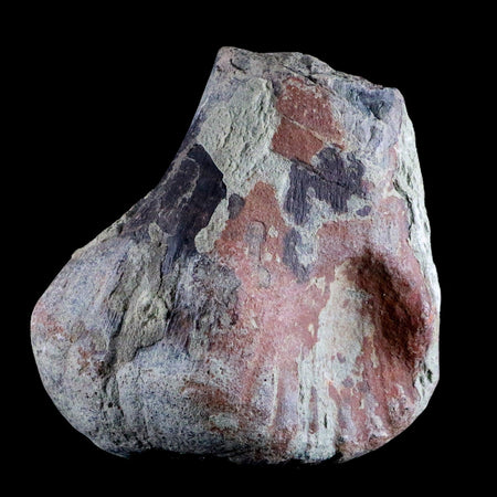 4.3" Maiasaura Hadrosaur Dinosaur Limb Bone Fossil Two Medicine FM Montana COA