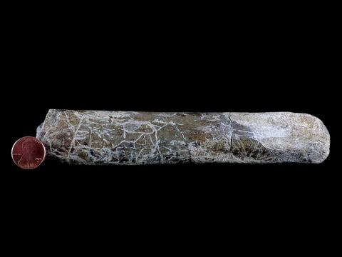 6.5" Maiasaura Hadrosaur Dinosaur Limb Bone Fossil Two Medicine FM Montana COA - Fossil Age Minerals