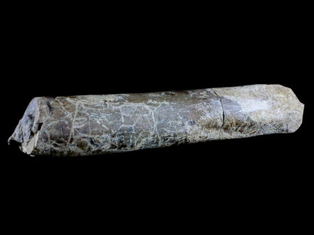 6.5" Maiasaura Hadrosaur Dinosaur Limb Bone Fossil Two Medicine FM Montana COA