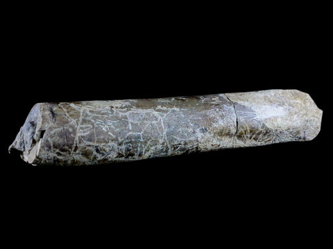 6.5" Maiasaura Hadrosaur Dinosaur Limb Bone Fossil Two Medicine FM Montana COA - Fossil Age Minerals