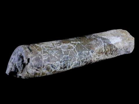 6.5" Maiasaura Hadrosaur Dinosaur Limb Bone Fossil Two Medicine FM Montana COA - Fossil Age Minerals