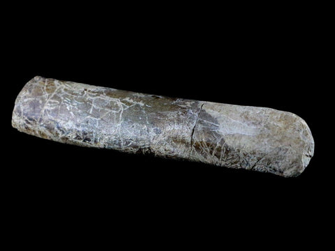 6.5" Maiasaura Hadrosaur Dinosaur Limb Bone Fossil Two Medicine FM Montana COA - Fossil Age Minerals