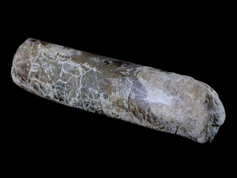6.5" Maiasaura Hadrosaur Dinosaur Limb Bone Fossil Two Medicine FM Montana COA - Fossil Age Minerals