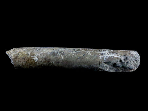 6.5" Maiasaura Hadrosaur Dinosaur Limb Bone Fossil Two Medicine FM Montana COA - Fossil Age Minerals
