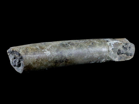 6.5" Maiasaura Hadrosaur Dinosaur Limb Bone Fossil Two Medicine FM Montana COA - Fossil Age Minerals
