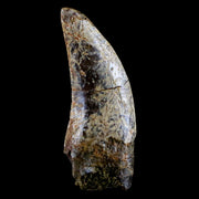 1.3" Nanotyrannus Tyrannosaurus Fossil Tooth Rooted Dinosaur Lance Creek WY COA