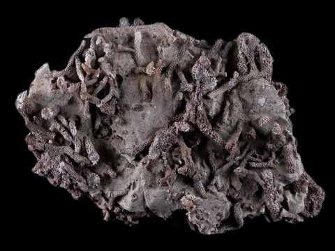 4.8" Thamnopora SP Coral Fossil Coral Reef Devonian Age Verde Valley, Arizona - Fossil Age Minerals