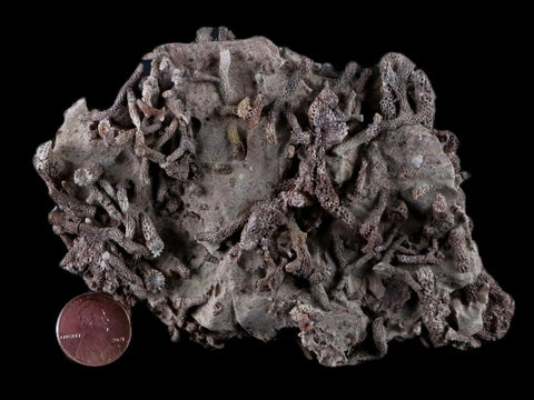 4.8" Thamnopora SP Coral Fossil Coral Reef Devonian Age Verde Valley, Arizona - Fossil Age Minerals