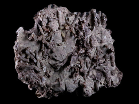 4.8" Thamnopora SP Coral Fossil Coral Reef Devonian Age Verde Valley, Arizona - Fossil Age Minerals