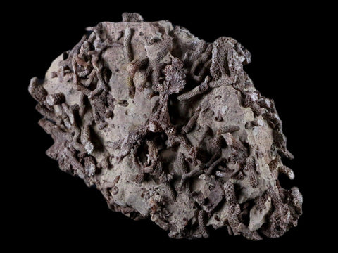 4.8" Thamnopora SP Coral Fossil Coral Reef Devonian Age Verde Valley, Arizona - Fossil Age Minerals