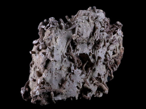 4.8" Thamnopora SP Coral Fossil Coral Reef Devonian Age Verde Valley, Arizona - Fossil Age Minerals