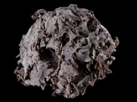 4.8" Thamnopora SP Coral Fossil Coral Reef Devonian Age Verde Valley, Arizona - Fossil Age Minerals