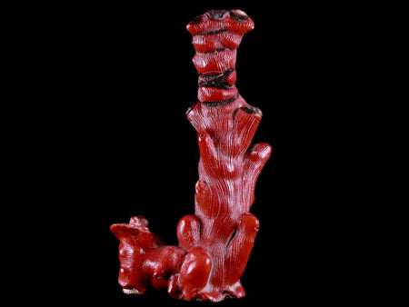 XL 4.9" Red Bamboo Coral Branches Deep-Sea Coral Color Enhanced 4.7 Ounces