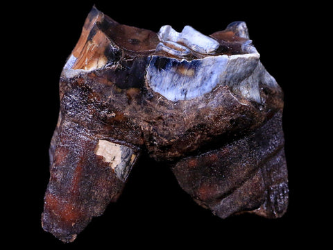 2.5" Woolly Rhinoceros Fossil Rooted Tooth Pleistocene Age Megafauna Russia COA - Fossil Age Minerals