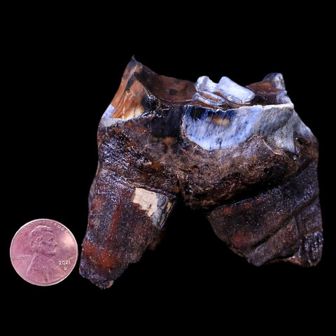 2.5" Woolly Rhinoceros Fossil Rooted Tooth Pleistocene Age Megafauna Russia COA - Fossil Age Minerals