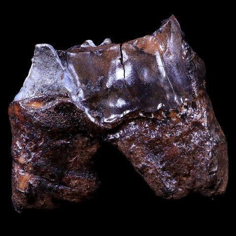 2.5" Woolly Rhinoceros Fossil Rooted Tooth Pleistocene Age Megafauna Russia COA - Fossil Age Minerals