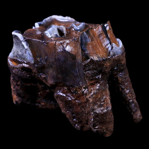 2.5" Woolly Rhinoceros Fossil Rooted Tooth Pleistocene Age Megafauna Russia COA - Fossil Age Minerals