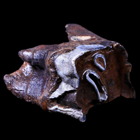 2.5" Woolly Rhinoceros Fossil Rooted Tooth Pleistocene Age Megafauna Russia COA - Fossil Age Minerals