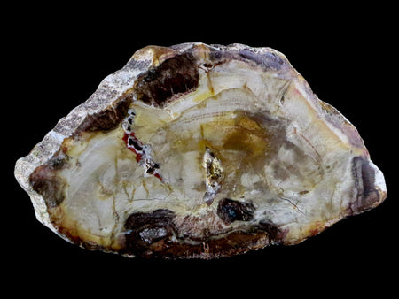 2.6" Fossilized Polished Petrified Wood Branch Madagascar 66-225 Million Yrs Old