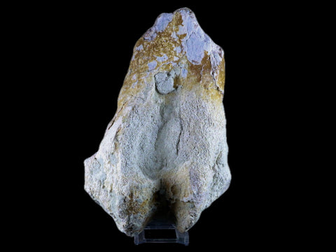 8" Brontotherium Fossil Limb Bone Eocene Age White River Badlands SD Titanothere - Fossil Age Minerals