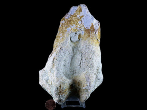 8" Brontotherium Fossil Limb Bone Eocene Age White River Badlands SD Titanothere - Fossil Age Minerals