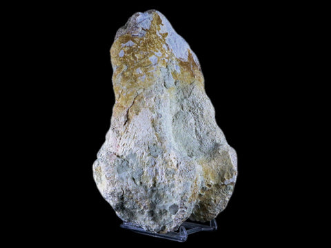 8" Brontotherium Fossil Limb Bone Eocene Age White River Badlands SD Titanothere - Fossil Age Minerals