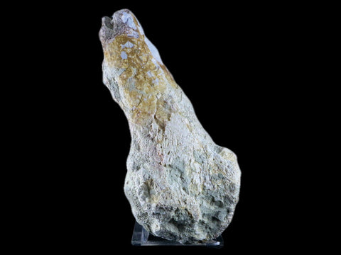 8" Brontotherium Fossil Limb Bone Eocene Age White River Badlands SD Titanothere - Fossil Age Minerals