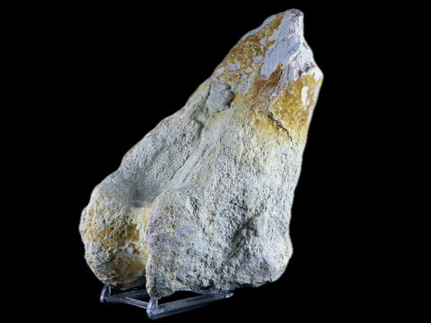 8" Brontotherium Fossil Limb Bone Eocene Age White River Badlands SD Titanothere - Fossil Age Minerals