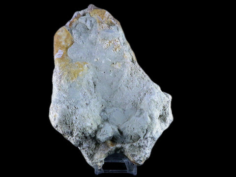 8" Brontotherium Fossil Limb Bone Eocene Age White River Badlands SD Titanothere - Fossil Age Minerals